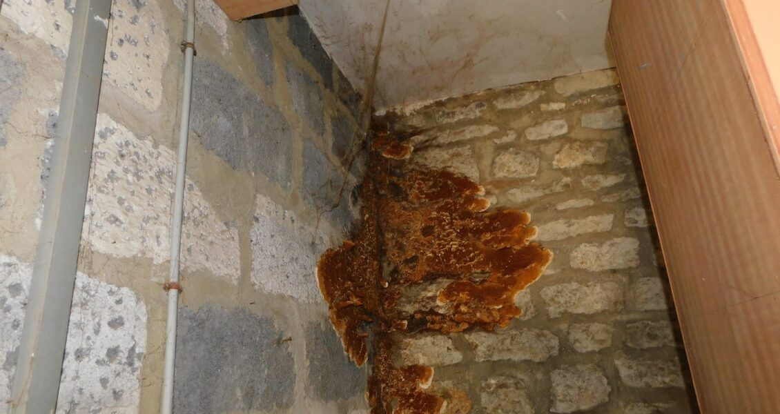 Départements et communes concernés par la mérule — arrêtés préfectoraux 2024