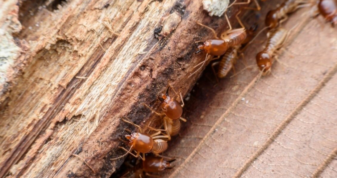 10 nuisibles qui peuvent complètement détruire votre maison