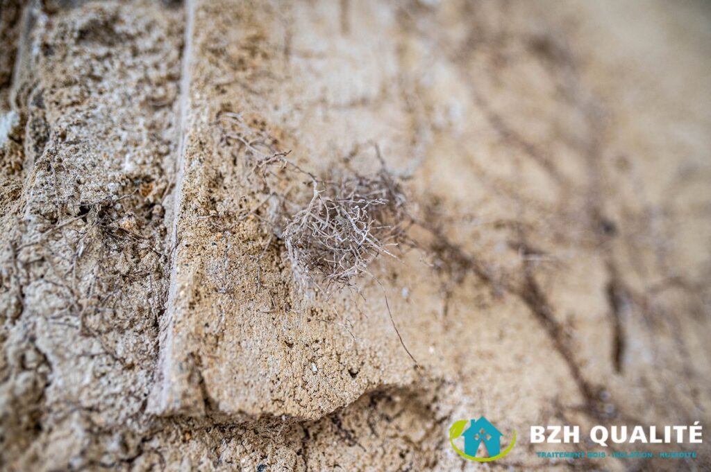 Apparition de  moisissure / champignons