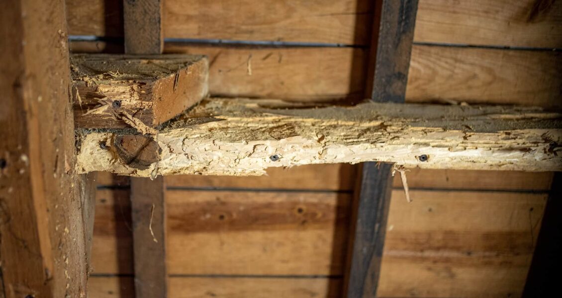 Quels sont les risques de ne pas traiter une charpente ?