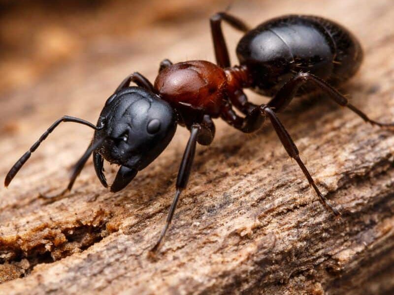 Comment reconnaître une infestation des fourmis charpentières ? Liste des premiers signes