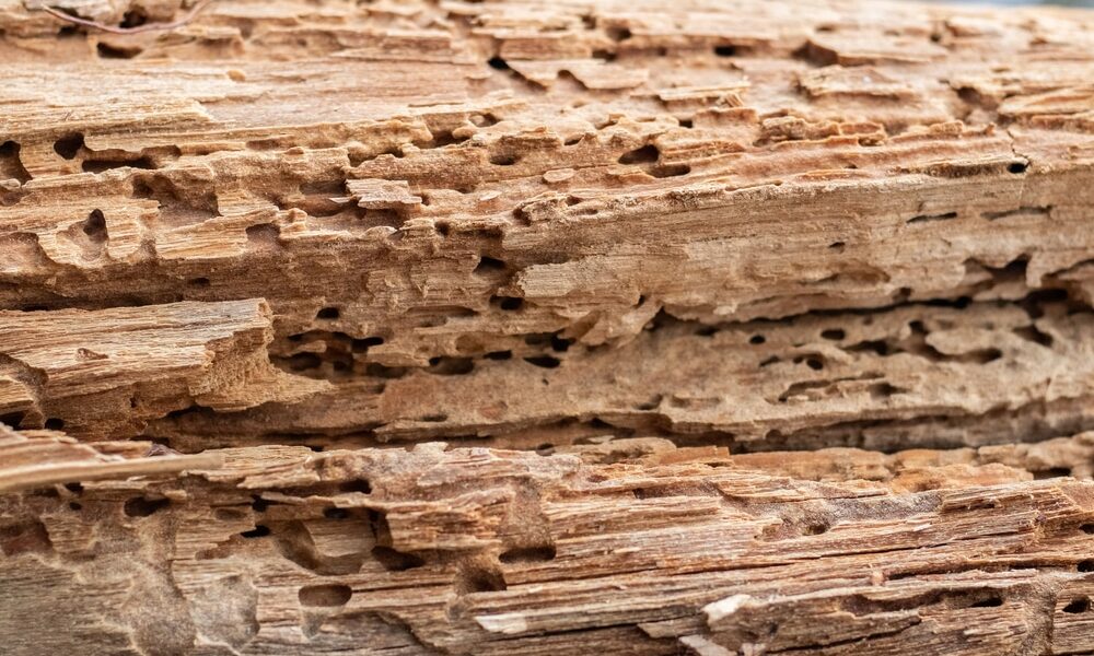 Quels sont les dangers d’une infestation de la vrillette dans la maison ?