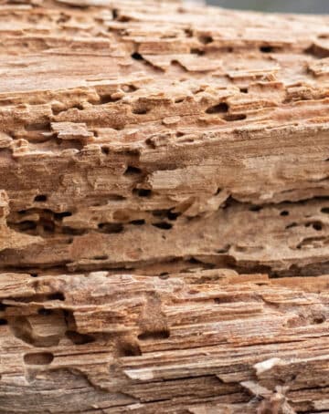 Quels sont les dangers d’une infestation de la vrillette dans la maison ?