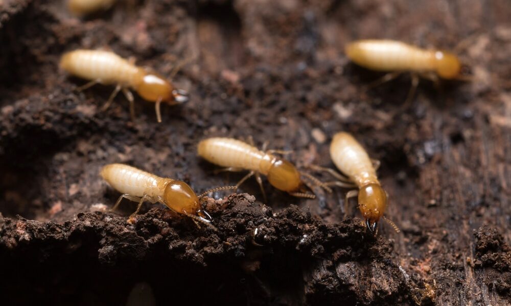 Quels sont les dangers d’une infestation des termites dans la maison ?
