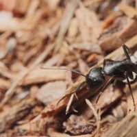 710099-fourmis-charpentieres-peuvent-nicher-bien
