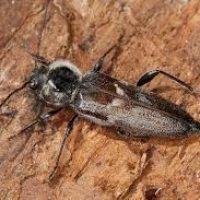 Capricorne-Cotes-Armor