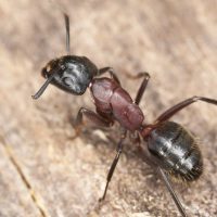 fourmis charpentières