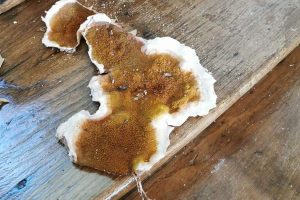la-merule-le-champignon-lignivores