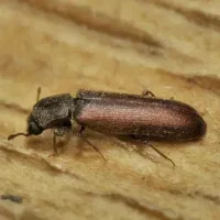 lyctus-insectes-xylophages-jpg-02-04-2020-105704.jpg
