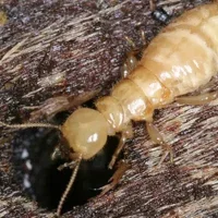 termite-jpg-06-03-2021-210628.jpg