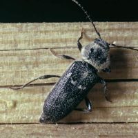 traitement-insectes-xylophage-finistere-cotes-armor-jpg-21-02-2021-094448